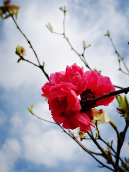 1493775396554696kQhw.png 4ad5b2d260714e15f891281ce5449b1.png